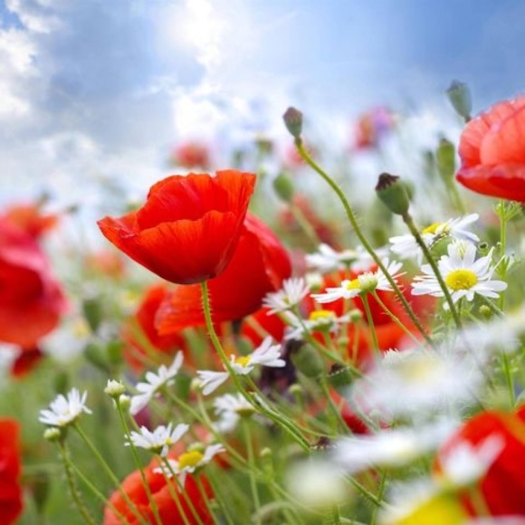 Meet your Posher, Marianna - Picture 1 of 1